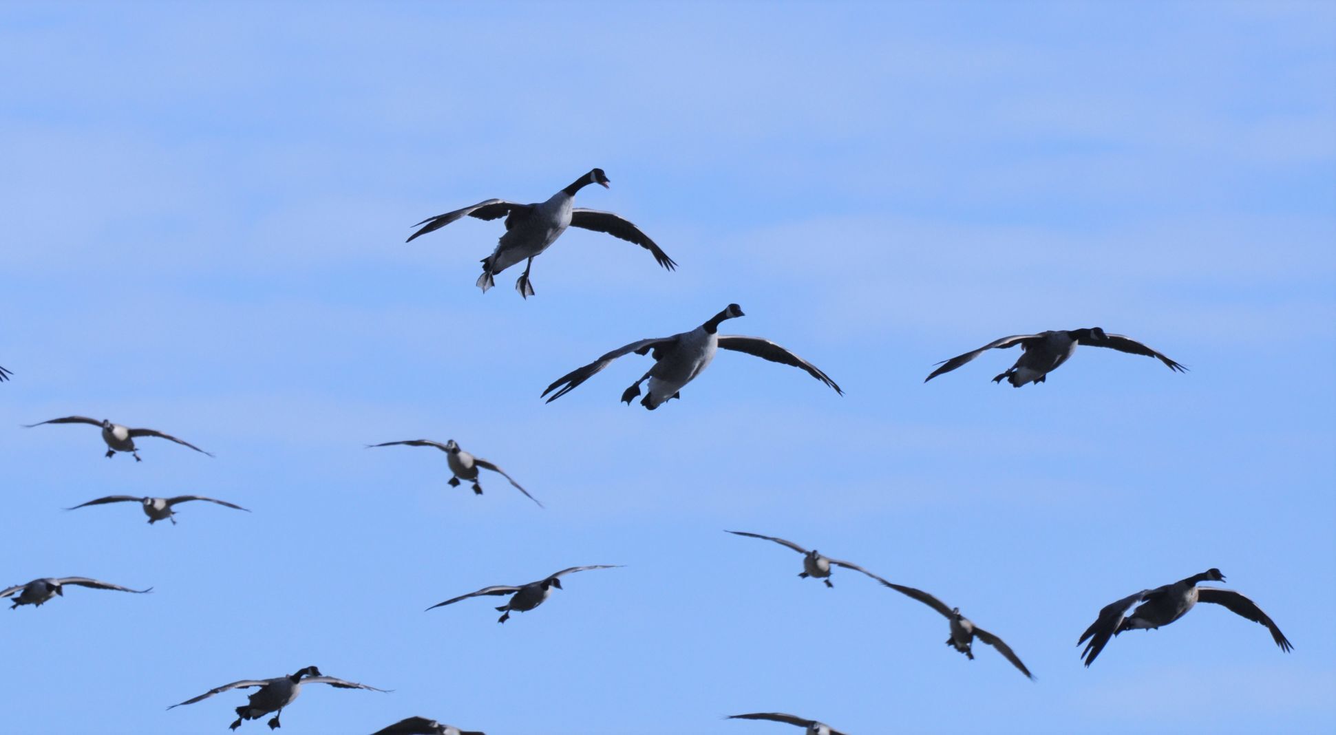 Honkers in the air